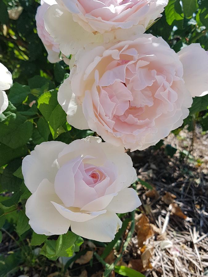 הוילה Pradamano Agriturismo Frascje Dai Spadons מראה חיצוני תמונה